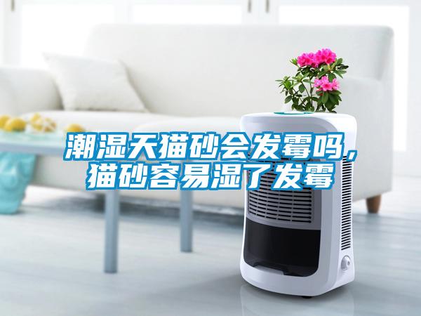 潮濕天貓砂會發霉嗎，貓砂容易濕了發霉