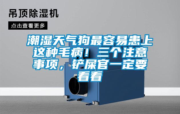 潮濕天氣狗最容易患上這種毛病！三個注意事項，鏟屎官一定要看看