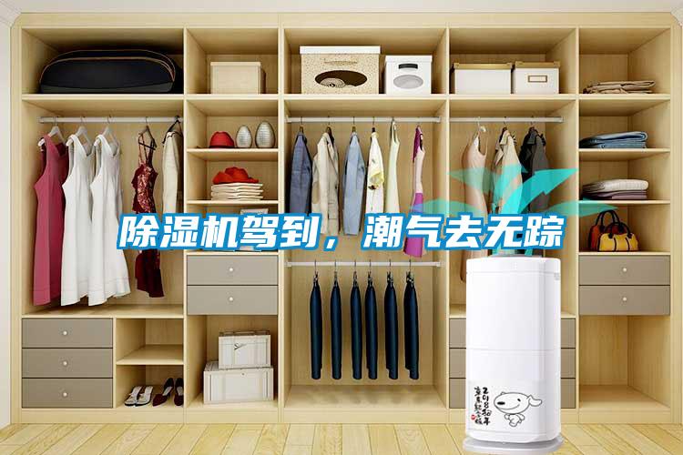 除濕機駕到，潮氣去無蹤